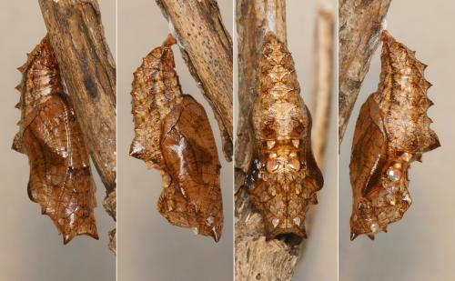 Réf. 180 169 : Argynnis paphia